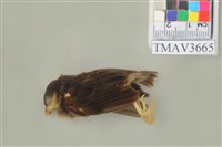 藏品(麻雀)的圖片